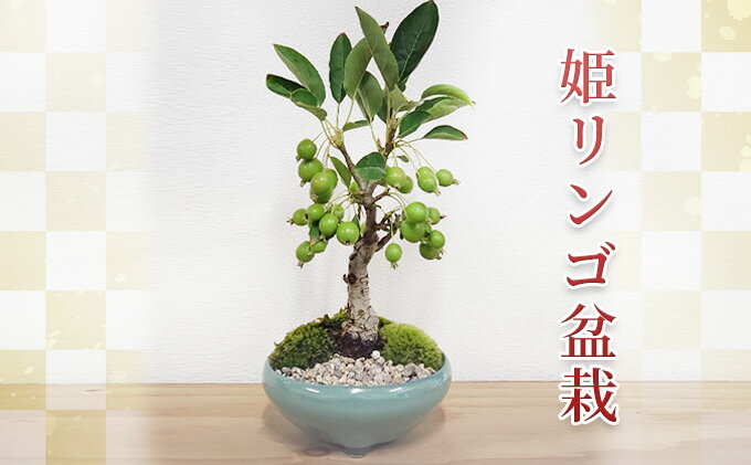 【ふるさと納税】姫リンゴ 盆栽 [ りんご 観葉植物 ]　【 インテリア 植物 緑 グリーンアイテム フルーツ盆栽 果物の盆栽 趣味 萬古焼鉢 】　お届け：2024年7月上旬～2024年8月末頃まで