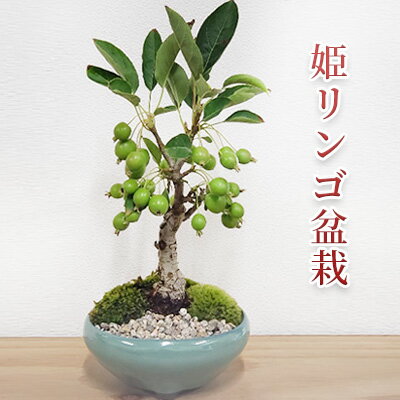 楽天兵庫県小野市【ふるさと納税】姫リンゴ 盆栽 [ りんご 観葉植物 ]　【 インテリア 植物 緑 グリーンアイテム フルーツ盆栽 果物の盆栽 趣味 萬古焼鉢 】　お届け：2024年7月上旬～2024年8月末頃まで