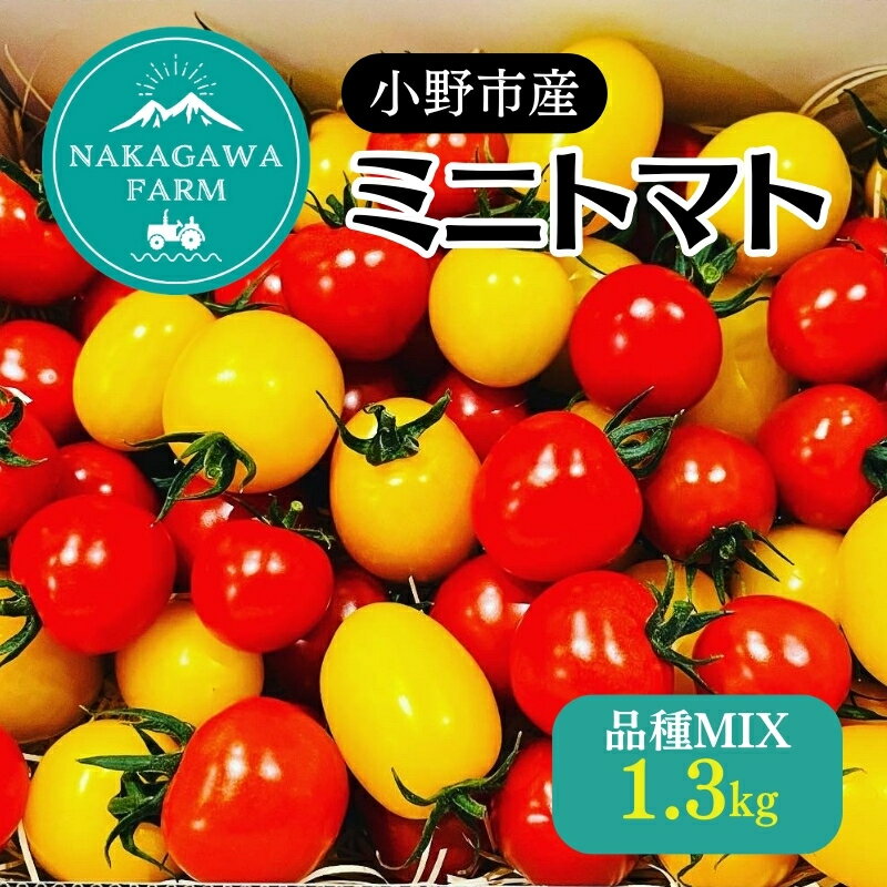 1位! 口コミ数「0件」評価「0」ミニトマト 品種 MIX 1.3kg[ トマト 有機質肥料 ]　【 野菜 食材 国産 国産野菜 緑黄色野菜 サラダ 付け合わせ 】