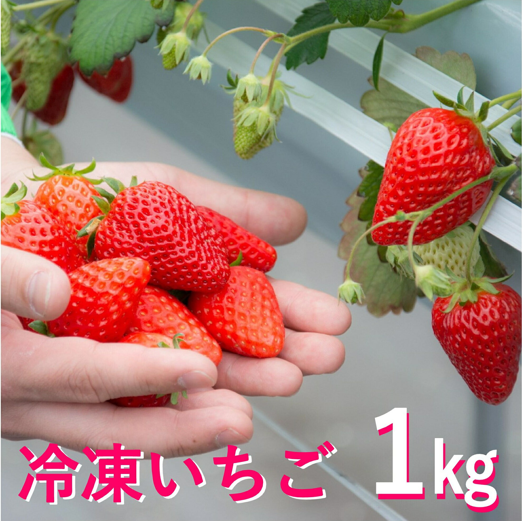 【ふるさと納税】三田産冷凍いちご1kg_I01201