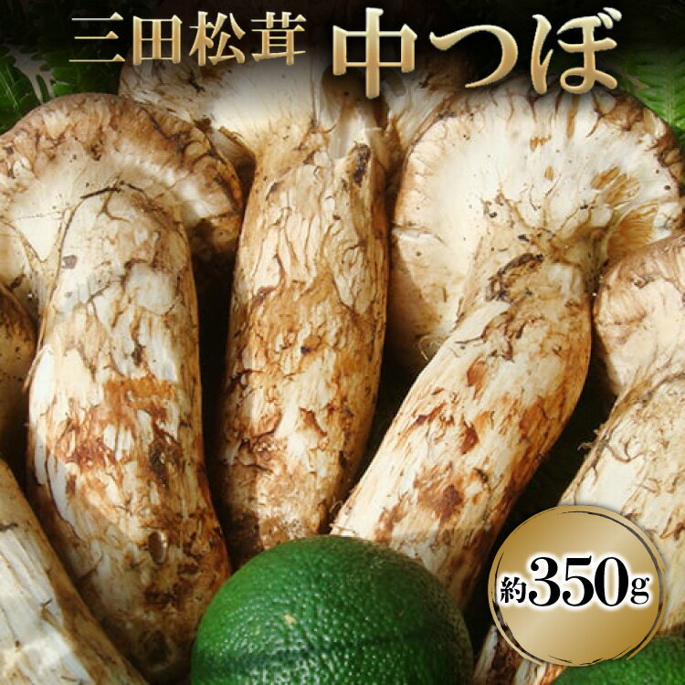 【ふるさと納税】 三田 松茸 中つぼ 約350g まつたけ 秋の味覚 きのこ キノコ 旬の野菜 贈答品 歳暮 お歳暮 新年 年末 贈り物 ギフト 食品 ギフト ふるさと納税 ふるさと 人気 おすすめ 送料無料 兵庫県 三田市 [3d28bae460002]