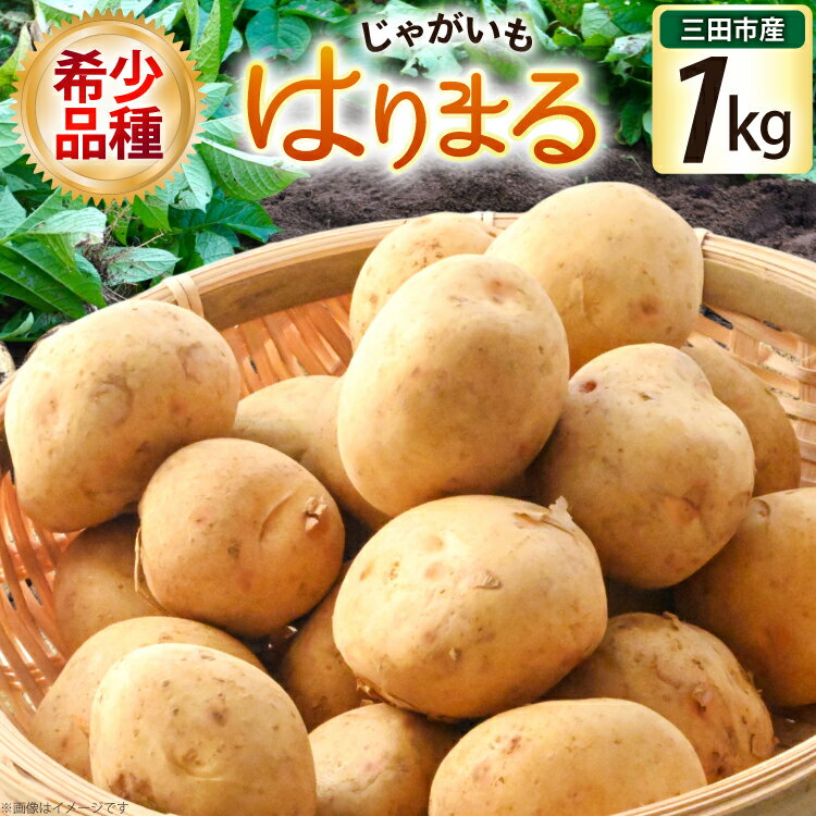 じゃがいも はりまる 1kg [期間限定発送][SSSファーム 兵庫県 三田市 3d28bed520003] ジャガイモ 芋 いも じゃが芋 ポテト 国産 野菜 ふるさと納税