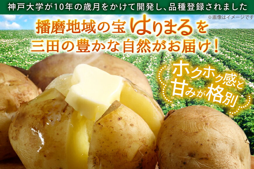 【ふるさと納税】 じゃがいも はりまる 1kg 【期間限定発送】[SSSファーム 兵庫県 三田市 3d28bed520003] ジャガイモ 芋 いも じゃが芋 ポテト 国産 野菜 ふるさと納税