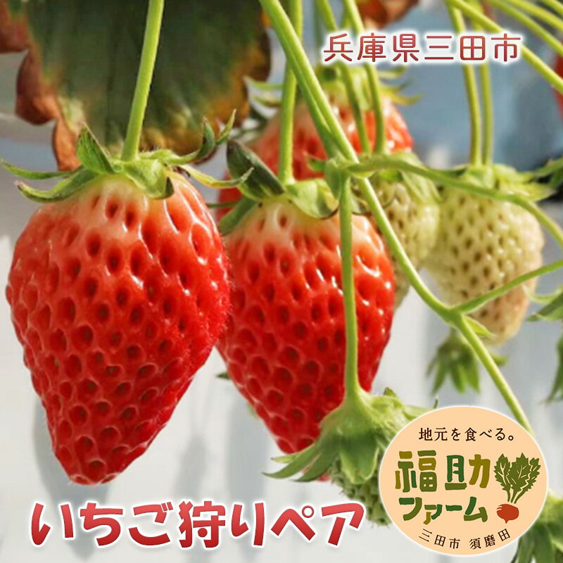 楽天兵庫県三田市【ふるさと納税】福助ファーム　いちご狩りペア券　【 体験チケット 体験型 お出かけ レジャー 春 子連れ 親子連れ 家族 ファミリー デート フルーツ狩り 果物狩り 】