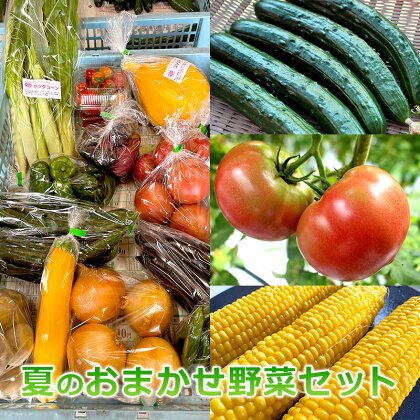 おおにし農園の夏のおまかせ野菜セット　三田市産　　【 詰合せ 鮮度抜群 美味しい 新鮮 旬 当日 発送 とれたて 栄養 健康】　お届け：2024年6月1日～8月14日まで