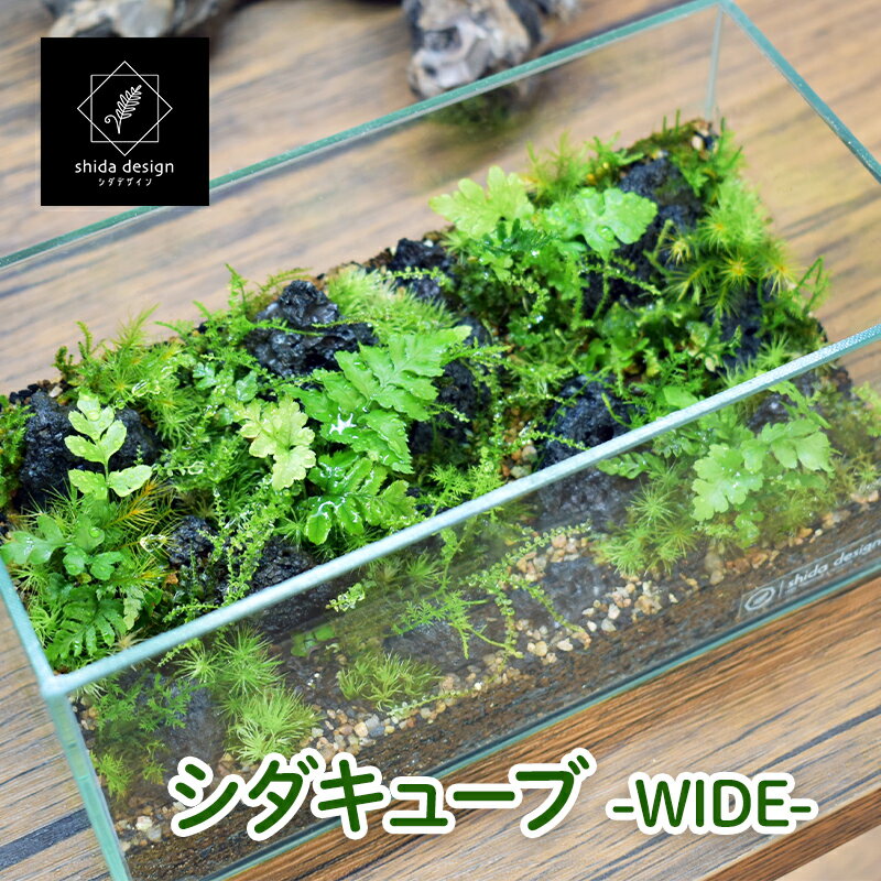 【ふるさと納税】シダのテラリウム作品「シダキューブ -WIDE-」 【 植物 インテリア 癒し グリーンインテリア グリーンアイテム 観葉植物 植物育成用LEDライト付き 】