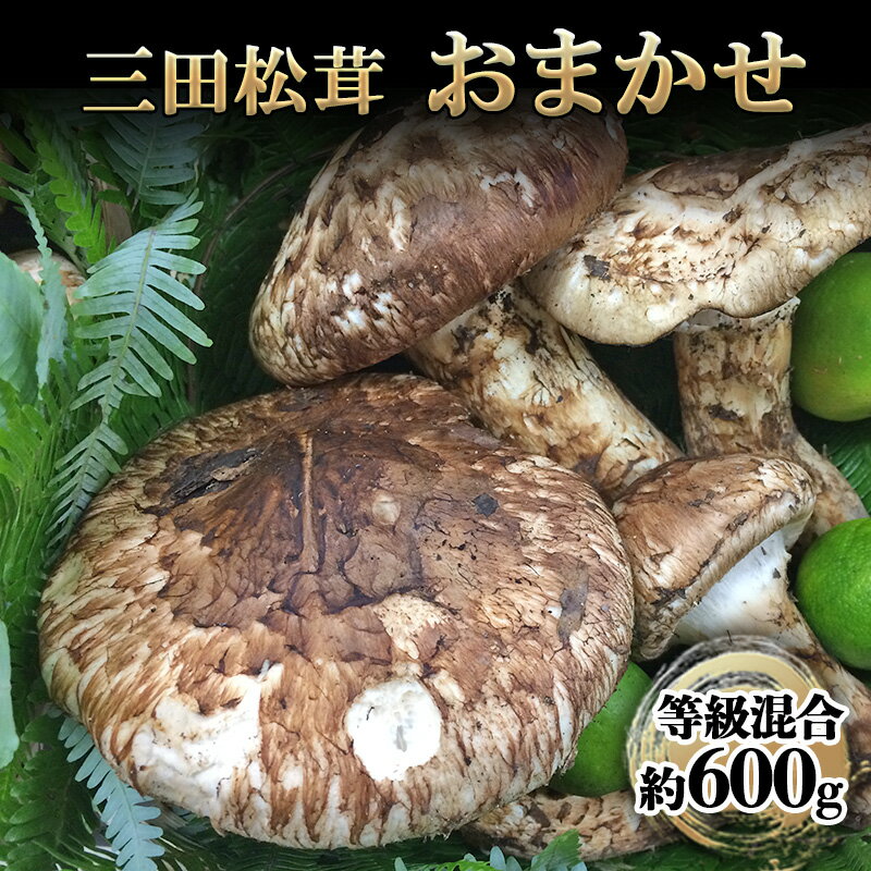 三田 松茸 おまかせ (等級混合約600g) まつたけ 秋の味覚 きのこ キノコ 旬の野菜 贈答品 お歳暮 新年 年末 贈り物 ギフト 食品 ギフト ふるさと納税 ふるさと 人気 おすすめ 送料無料 兵庫県 三田市 [ 3d28bae460000 ]