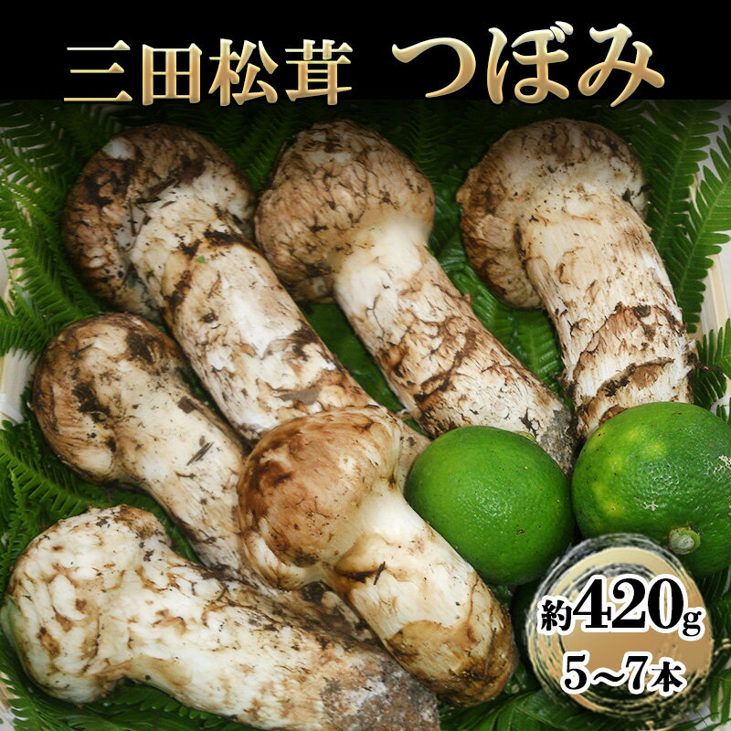 三田 松茸 つぼみ 約420g (5〜7本) まつたけ 秋の味覚 きのこ キノコ 旬の野菜 贈答品 お歳暮 新年 年末 贈り物 ギフト 食品 ギフト ふるさと納税 ふるさと 人気 おすすめ 送料無料 兵庫県 三田市 [ 3d28bae460001 ]