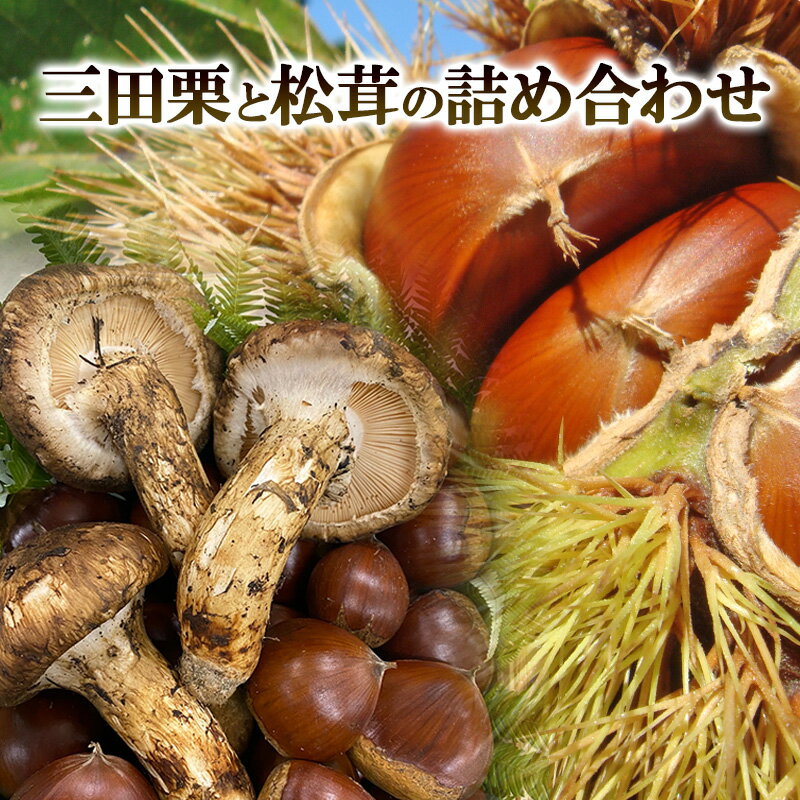 三田栗 2L (1kg) 三田 松茸 (等級混合約200g) の詰め合わせ 栗 まつたけ 秋の味覚 きのこ キノコ 旬の野菜 贈答品 贈り物 ギフト 食品 ギフト ふるさと納税 ふるさと 人気 おすすめ 送料無料 兵庫県 三田市 [ 3d28bae460003 ]