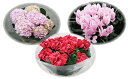 【ふるさと納税】季節の鉢花(3回頒布) 【花・苗木・はな・な...