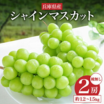 兵庫県産 種無し シャインマスカット 2房セット(約1.2〜1.5kg)大粒 農家直送 数量限定【2022年 先行予約】 【果物類・ぶどう・フルーツ・シャインマスカット・ブドウ】 お届け:2022年9月上旬〜2022年10月上旬