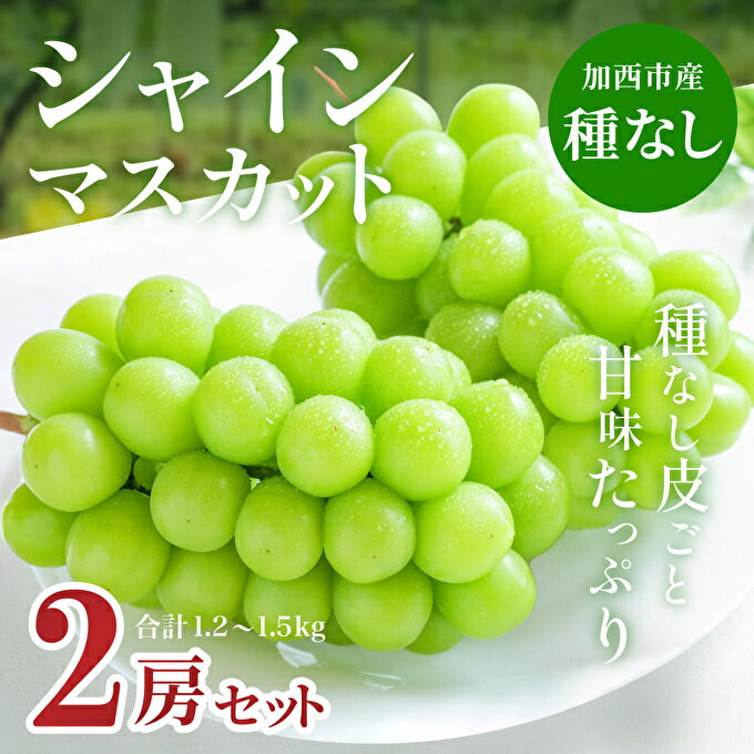 【ふるさと納税】兵庫県産 シャインマスカット 2房セット（約1.2～1.5kg）種無し 皮ごと 大粒 農家直送 数量限定　【果物類・ぶどう・フルーツ・シャインマスカット・ブドウ】　お届け：2024年9月上旬～2024年10月上旬