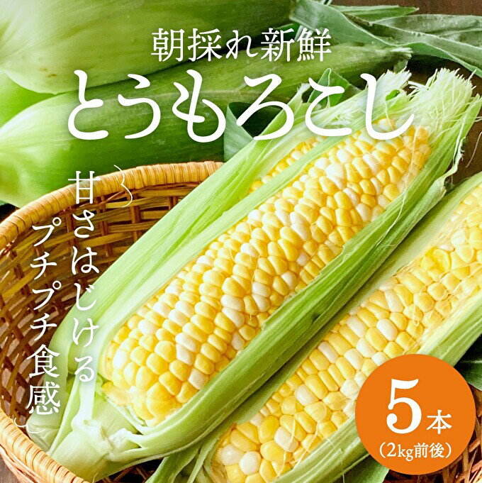 【ふるさと納税】朝どり とうもろこし 5本（2kg前後）【2024年先行予約】よしよし畑 農家直送 朝どれ 新鮮 兵庫県産 キャンプ BBQ アウトドア 小分け　【野菜・とうもろこし・トウモロコシ・朝どり・新鮮・高糖度・オーラパック】　お届け：2024年6月中旬～2024年7月上旬