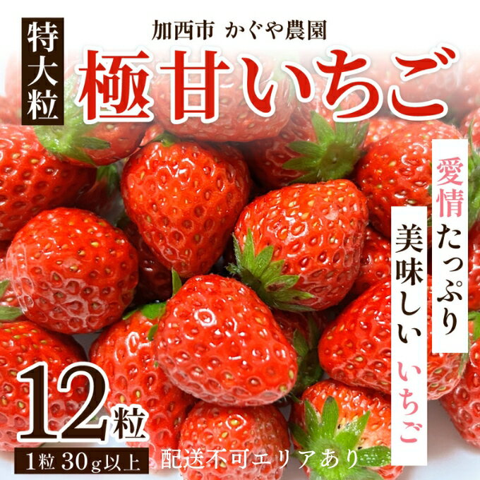 【ふるさと納税】かぐや農園の極甘 いちご 特大粒 12粒　【 果物 フルーツ 果実 高設栽培方式 紅ほっぺ かおり野 ロマンベリー お楽しみ 】　お届け：2024年1月上旬～2024年5月末