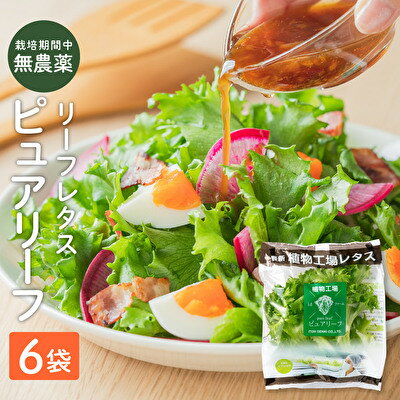 野菜・きのこ(レタス)人気ランク28位　口コミ数「0件」評価「0」「【ふるさと納税】最新植物工場 レタス ピュアリーフ 6個入[ 栽培期間中農薬不使用 新鮮 長持ち 栄養 健康 衛生的 安全 安心 低雑菌 年内受付 ]　【 野菜 】　お届け：ご入金より1ヶ月以内にお届け」