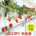 【ふるさと納税】かぐや農園 いちご狩り 利用券 大人1枚《2022年12月10日〜2023年5月31日ご利用可能》　【 体験 チケット いちご 兵庫 加西市 食べ放題 フルーツ 果物 】