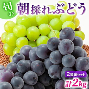 【ふるさと納税】兵庫県産 旬の朝採れ ぶどう 2種類セット 品種おまかせ（2kg、3〜4房入） 種無し 農家直送 数量限定　【 果物 フルーツ 食後 デザート 旬の果物 旬のフルーツ お楽しみ 国産 化粧箱入り 】　お届け：2023年8月下旬〜2023年9月下旬まで