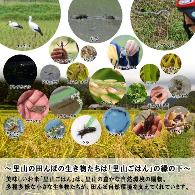 【ふるさと納税】米 【令和8年産 予約受付】 コシヒカリ 約4.6kg～10kg 玄米 白米 無洗米 奥播州源流 芥田川産 芥田川 農家直送 国産米 こしひかり 贈り物 喜ばれる お米ギフト おいしいお米 お祝い 内祝い 贈答　加西市　お届け：9月中旬以降順次発送 f282201-kasai-10001412 兵庫県加西市 サンプル画像3