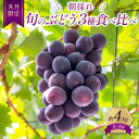 【ふるさと納税】ぶどう 【8月限定】 旬のぶどう 食べ比べ 約4kg 3種セット 果物 旬 詰合せ フルーツ 朝採れ 有機肥料 お届け:8月中旬〜下旬