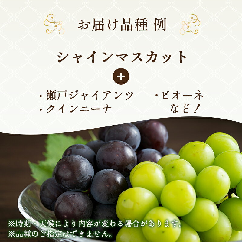 【ふるさと納税】9月限定｜採れたて旬のぶどう 食べ比べ 選べる容量 シャインマスカット入り セット 詰め合わせ 産地直送 フルーツ 兵庫県 加西市　お届け：2026年9月上旬～9月末 f282201-kasai-10001912 兵庫県加西市 サンプル画像3