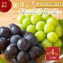 【ふるさと納税】ぶどう【9月限定】採れたて!旬のぶどうの食べ比べ 約4kg セット シャインマスカット入り お届け:9月上旬〜中旬