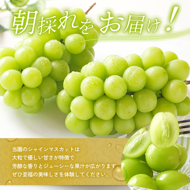 【ふるさと納税】シャインマスカット 約780g～2kg以上 選べる容量 朝採れ ぶどう セット 詰め合わせ 産地直送 フルーツ 兵庫県加西市 種無し 大粒 有機肥料栽培 クール便　お届け：2026年9月上旬～9月末 f282201-kasai-10001914 兵庫県加西市 サンプル画像3