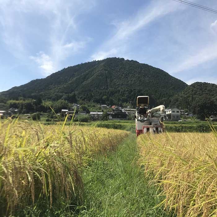 【ふるさと納税】丹波篠山産コシヒカリ白米27.5kg