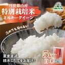 【ふるさと納税】【令和7年産 2025年9月以降順次発送】 丹波篠山産特別栽培ミルキークイーン 白米 5kg 兵庫県 丹波篠山市 白米 100%単一原料米 産地直送米 贈答 おいしい お米 精米 ブランド おこめ 健康 ギフト 内祝い 贈り物 送料無料 おすすめ 人気 口コミ