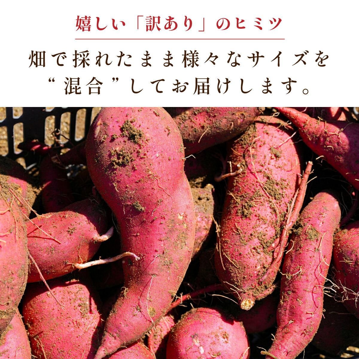 【ふるさと納税】【訳あり】 丹波篠山産 さつまいも 追熟 紅はるか サイズ混合 ( 2kg 3kg 5kg) M～2L 焼き芋 天ぷら さつま芋 さつまいも