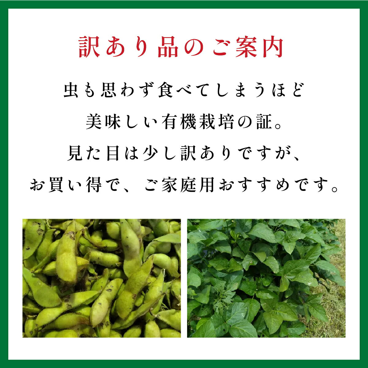 【ふるさと納税】〈訳あり〉残りわずか！ 有機JAS認定丹波篠山黒枝豆 手選別 1kg~2kg 規格外品 | 兵庫県 丹波篠山市 丹波篠山 黒枝豆　黒豆　丹波枝豆　丹波黒大豆枝豆 安全・安心 有機栽培　無農薬 有機JAS 新鮮 枝豆 豆 おつまみ 晩酌 黒枝豆 ワケアリ 訳あり品