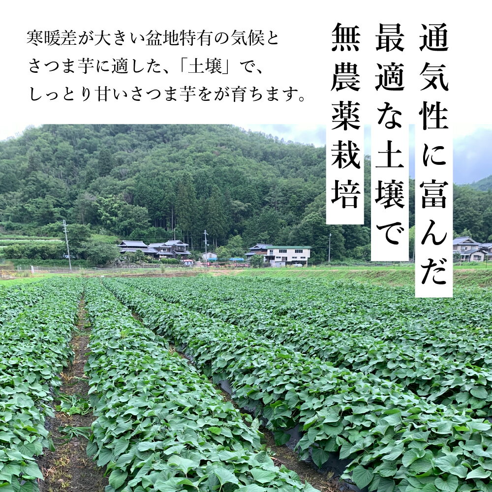 【ふるさと納税】さつま芋 紅はるか 訳あり 規格外 サイズ混合　3kg | 兵庫県 丹波篠山市 さつまいも サツマイモ さつま芋 甘い 焼き芋 焼芋 焼いも おいしい 美味しい 箱買い 大量 詰め合わせ 国産