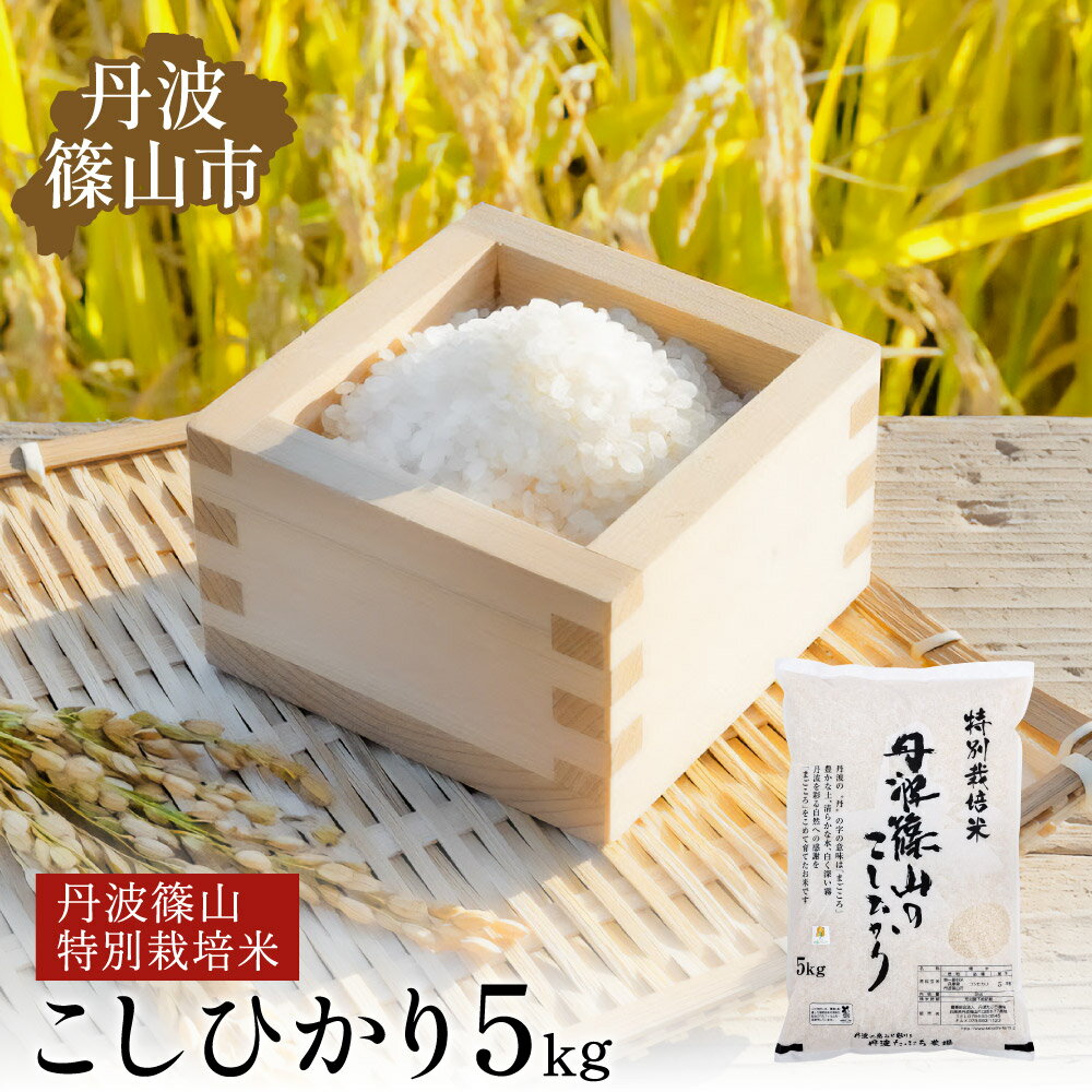 【ふるさと納税】※令和6年 新米予約※丹波篠山産 特Aランク特別栽培米 こしひかり 5kg 西の魚沼と呼ばれる 丹波篠山 越光！白米【100％単一原料米】産地直送米 贈答 おいしい お米 精米 コシヒカリ 米5 キロ ブランド おこめ 健康 お試し ギフト 内祝い 贈り物 送料無料のサムネイル
