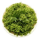 【ふるさと納税】朝倉山椒の実山椒 300g×1【配送不可地域:離島・沖縄県】【1425991】