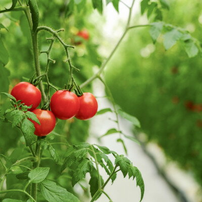 【ふるさと納税】【産地直送】トマト(約3.0kg) 箱 うふふの実 高糖度フルーツトマト　アイメック【常温】【配送不可地域：離島・北海道・沖縄県】【1672592】