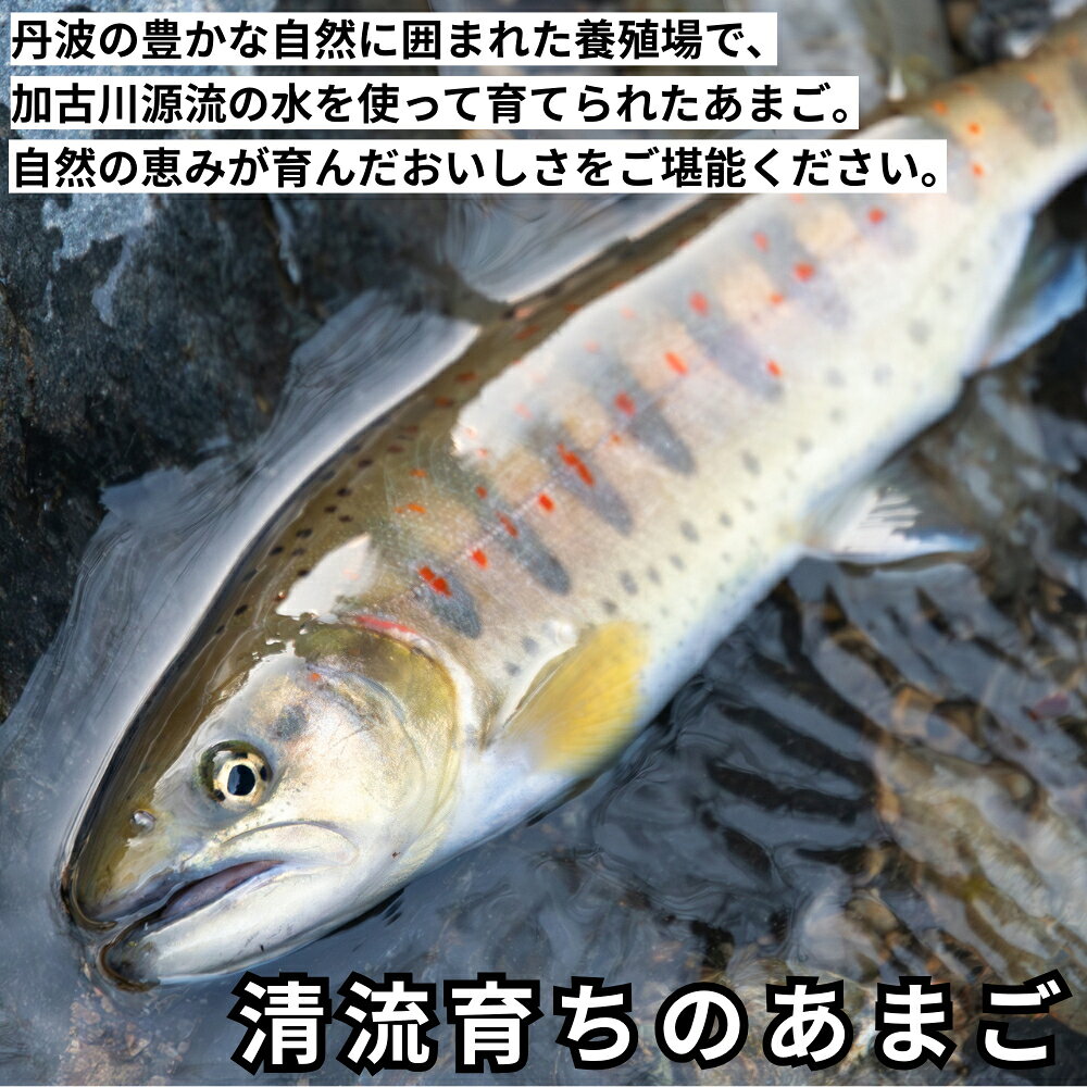 【ふるさと納税】〈親子で楽しむ清流体験〉あまごつかみ取り調理込みチケット！唐揚げ・塩焼き・おにぎり付き　子供の夏休み思い出作りに最適な自然体験チケット　兵庫県丹波市 f282235-tamba-10002723 兵庫県丹波市 サンプル画像3
