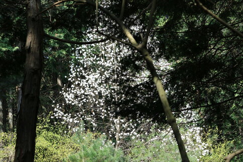 【ふるさと納税】匂辛夷（においこぶし）フローラルウオーター　セット