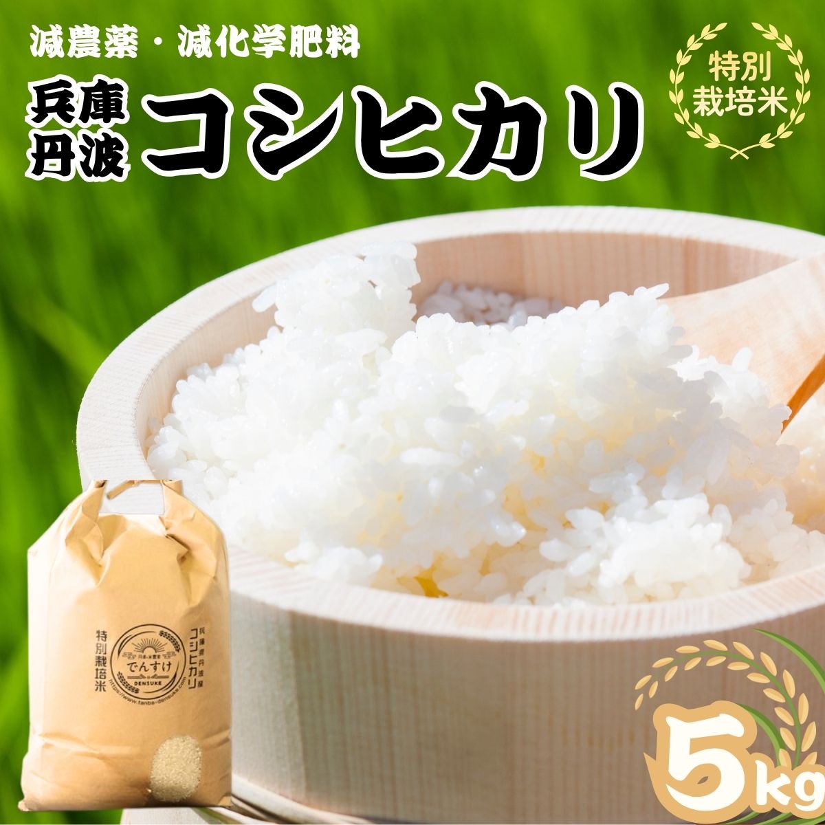 特別栽培米 丹波コシヒカリ 5kg 令和7年産 精米 減農薬 減化学肥料 ブランド米 こしひかり お米 白米 ごはん 米 5キロ 一等米 産地直送 お取り寄せ 兵庫県 丹波市