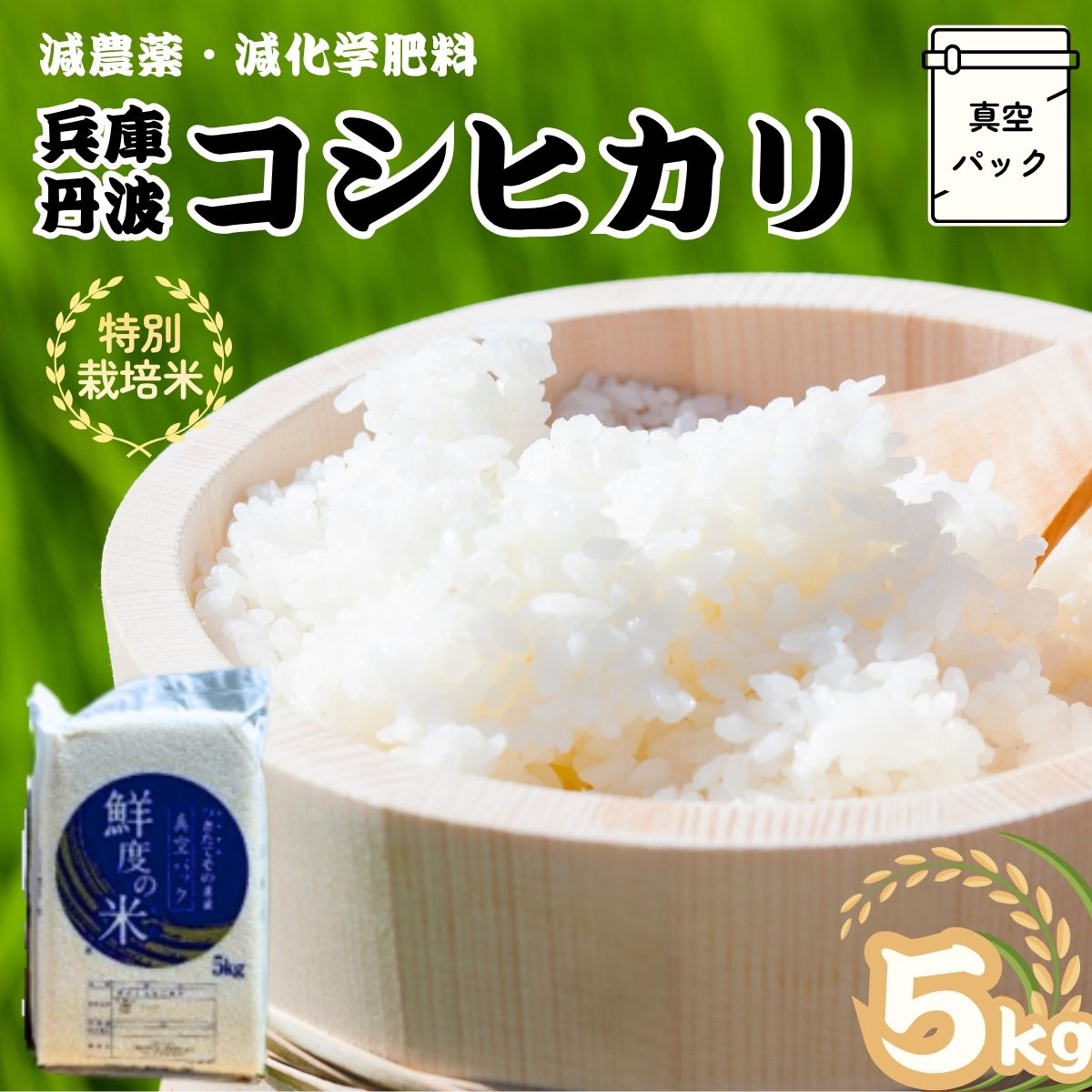 Rakuten - 【ふるさと納税】特別栽培米 丹波コシヒカリ 真空パック 5kg 令和7年産 贈答用箱入り 精米 鮮度米 ブランド米 こしひかり お米 白米 ごはん 米 5キロ 一等米 産地直送 お取り寄せ 兵庫県 丹波市