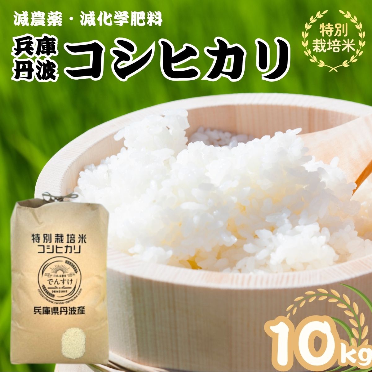 特別栽培米 丹波コシヒカリ 10kg 令和7年産 精米 ブランド米 こしひかり お米 白米 ごはん 米 10キロ 一等米 減農薬 産地直送 お取り寄せ 兵庫県 丹波市