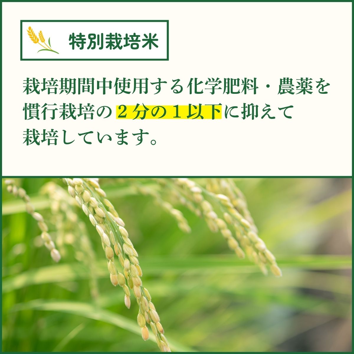 【ふるさと納税】特別栽培米 丹波コシヒカリ 真空パック 5kg 令和8年産新米 贈答用箱入り 精米 鮮度米 ブランド米 こしひかり お米 白米 ごはん 米 5キロ 一等米 産地直送 お取り寄せ 兵庫県 丹波市 f282235-tamba-10002621 兵庫県丹波市 サンプル画像2