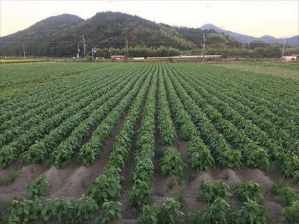 黒豆の栽培ガイド 種の植え方や追肥の時期など 上手に育てるポイントを解説 暮らし の