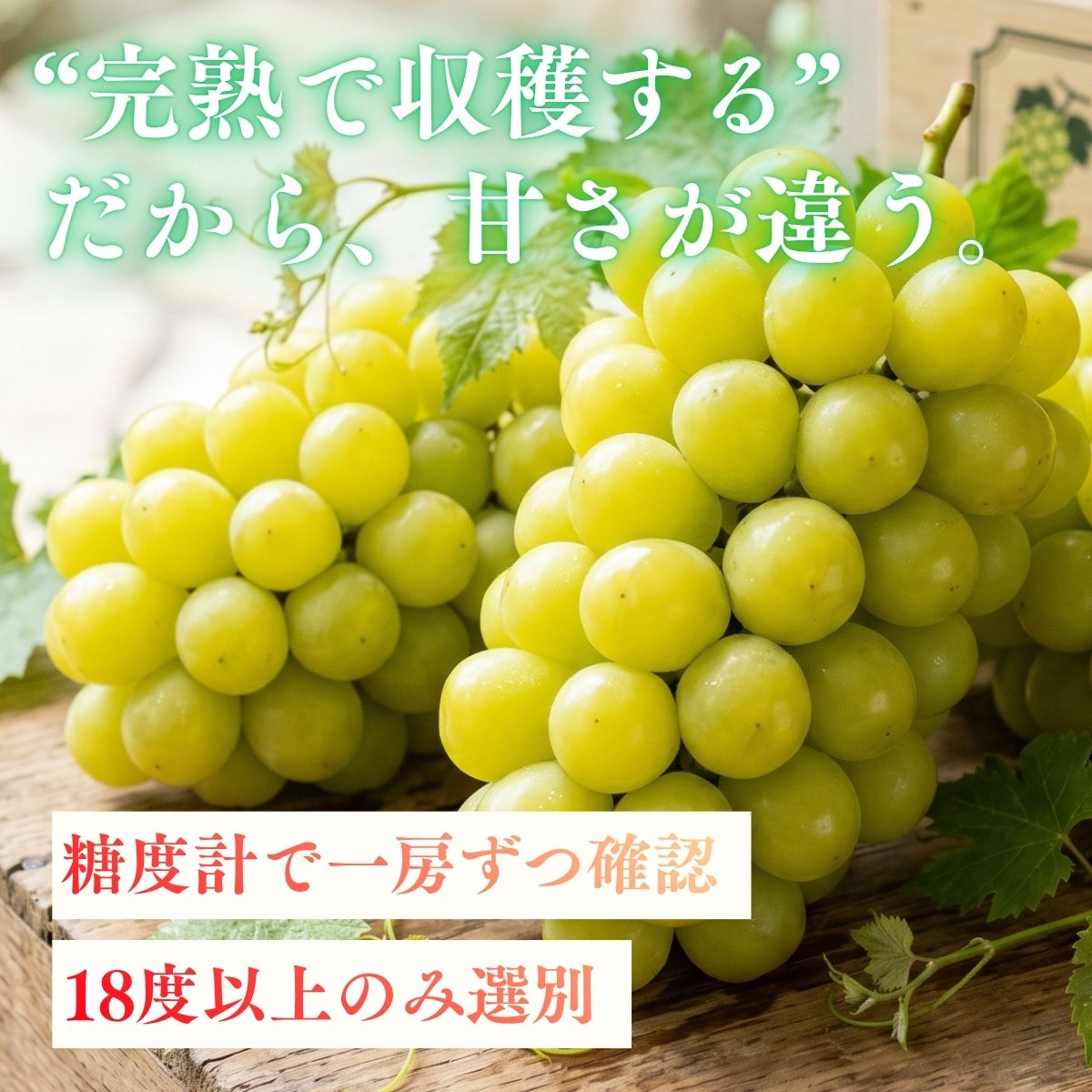 【ふるさと納税】糖度18度以上〈完熟シャインマスカット〉490g〜1.8kg 兵庫県丹波市産 9月上旬発送 ぶどう マスカット フルーツ 果物 贈り物 ギフト