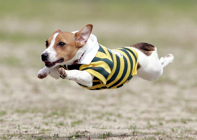 【ふるさと納税】Aコース 飛行犬撮影データセット