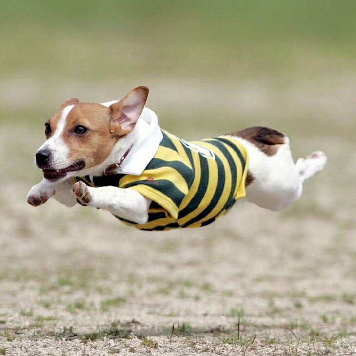 【ふるさと納税】Aコース　飛行犬撮影データセット