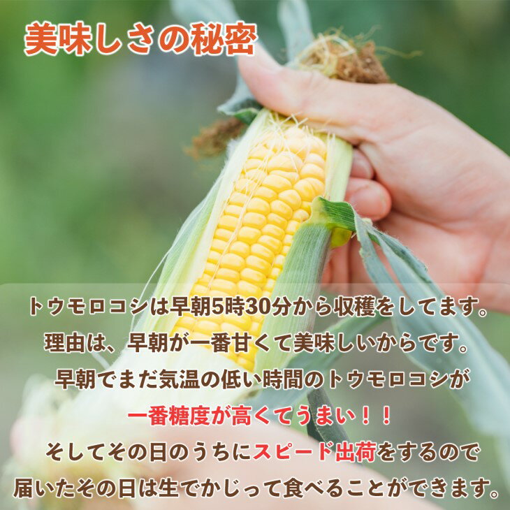 【ふるさと納税】【令和6年産】早朝採りトウモロコシ10本セット　◆配送6月下旬～7月頃