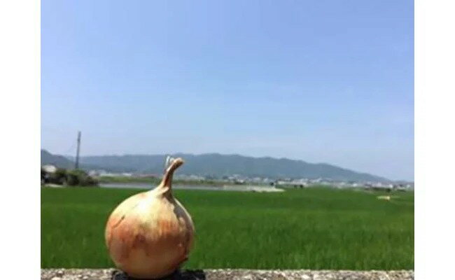 淡路島の農家の嫁から「完熟玉ねぎ 中生 5kg」◆配送5月中旬〜