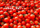 【ふるさと納税】アグリミュージアムNADA 校庭トマト 2kg