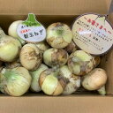 【ふるさと納税】【Hope Will】新玉ねぎ シャーロットオニオン 10kg ◆配送2月下旬~6月