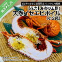 【ふるさと納税】【花光】海老の王様!天然イセエビボイル(小2尾)【旨さそのまま♪期間限定フレッシュ冷蔵便】