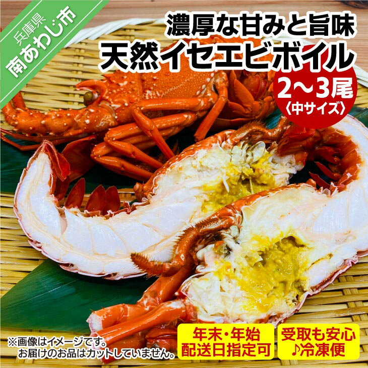 【ふるさと納税】【年末年始配送日指定可】【花光】海老の王様！天然イセエビボイル（中2尾～3尾）【受..